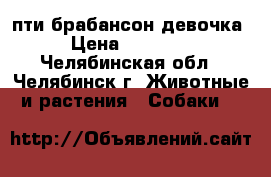 пти брабансон девочка › Цена ­ 25 000 - Челябинская обл., Челябинск г. Животные и растения » Собаки   